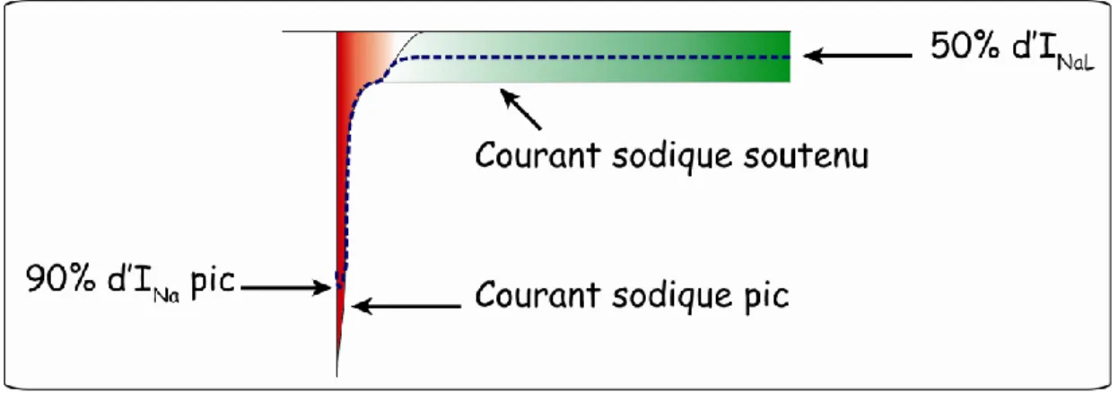 Figure 1.6 Participation de NaV1.5 à I Na  pic et I NaL