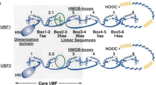 Figure 5 : Représentation des deux isoformes d'UBF 