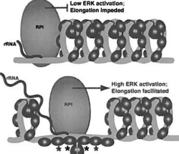 Figure 6 : Modèle de l'augmentation du taux d'élongation de la  transcription en réponse  à  la phosphorylation  d'UBF par ERK 