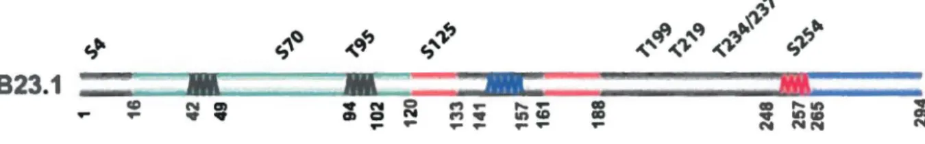Figure 7 : Représentation des domaines et sites de régulation de 823.1 