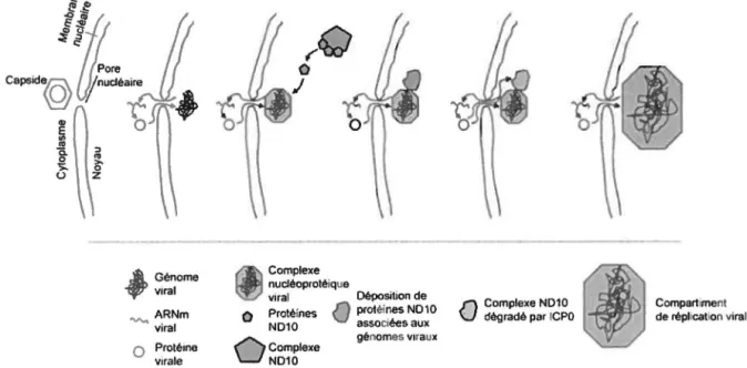 Figure 8 : Schématisation des événements liés aux ND10 suivant l'entrée du génome viral 