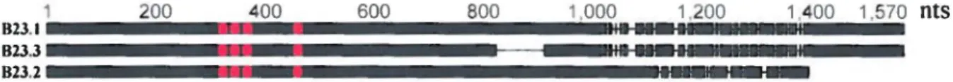 Figure 9 : Alignement des séquences de 823 et des ARNi  823 
