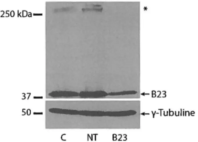 Figure 10  : Niveau de  823 après transfection avec les ARNI 