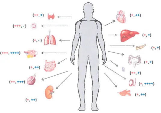 Figure 3: Distribution des ARNm de la prépro-UIIh (en orange) et du prépro-URP (en bleu)  chez l'homme  (Sugo  et al., 2003) 