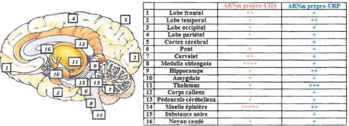 Figure 4: Distribution des ARNm de la prépro-UIIh et du prépro-URP dans le SNC  (Sugo  et al.,  2003) 