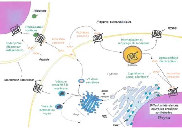 Figure 8:  Signalisation intracellulaire du système urotensinergique  (Chatenet et al.,  2013) 