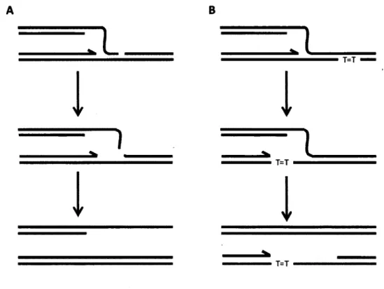 Figure 2.  Bris induits par la déstabilisation d’une fourche de réplication.