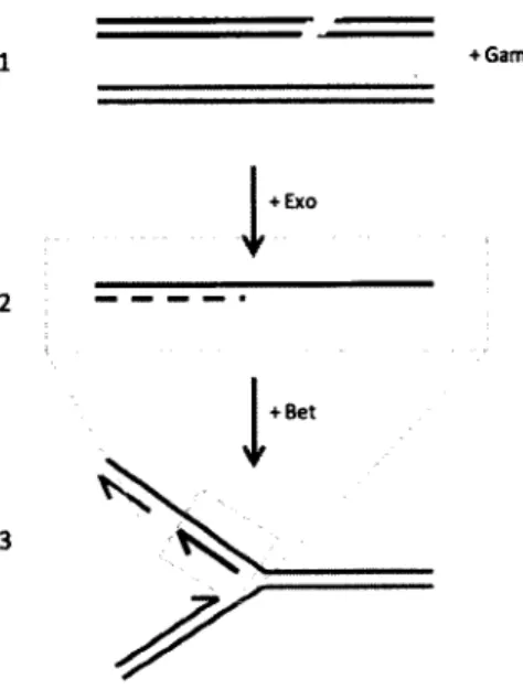 Figure 5.  Invasion d ’une fourche de réplication