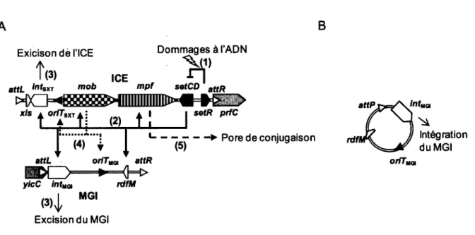 Figure  11.  M obilisation des M GIs par les ICEs  SXT/R391.