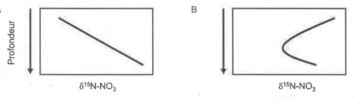 Figure 1.4 Profils des valeurs /) 15 N du nitrate dans les sols forestiers (d'après Hogberg et  al.,  2011)