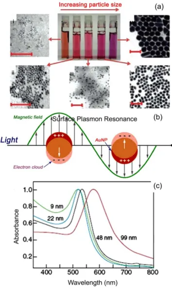 Figure  1.1  (a)  Photographs  of  aqueous  solutions  of  AuNPs  as  a  function  of  increasing  dimensions