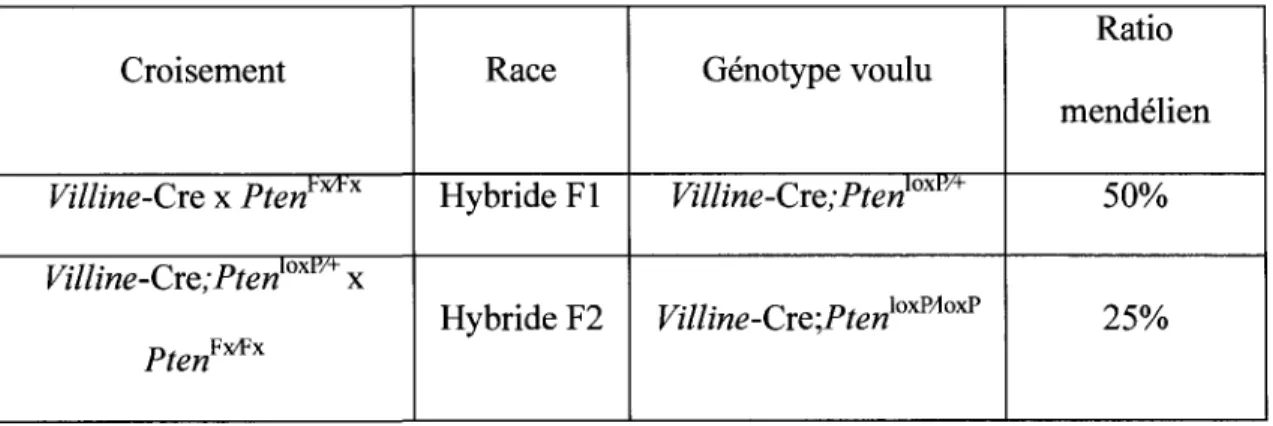 Tableau 2: Resultat des croisements des lignees de souris 