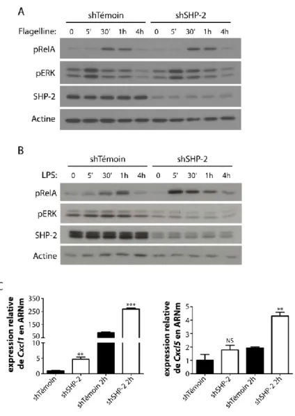 Figure 14: SHP-2 contrôle l’activation de ERK1/2 et de NFκB par le LPS dans les cellules épithéliales  intestinales