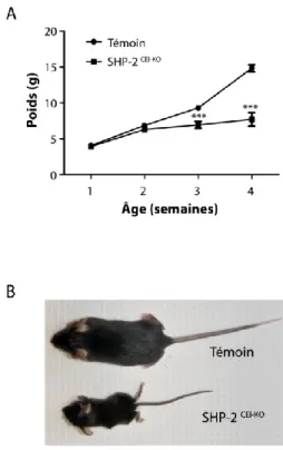 Figure 2: Retard de croissance chez les souris SHP-2 CEI-KO .  