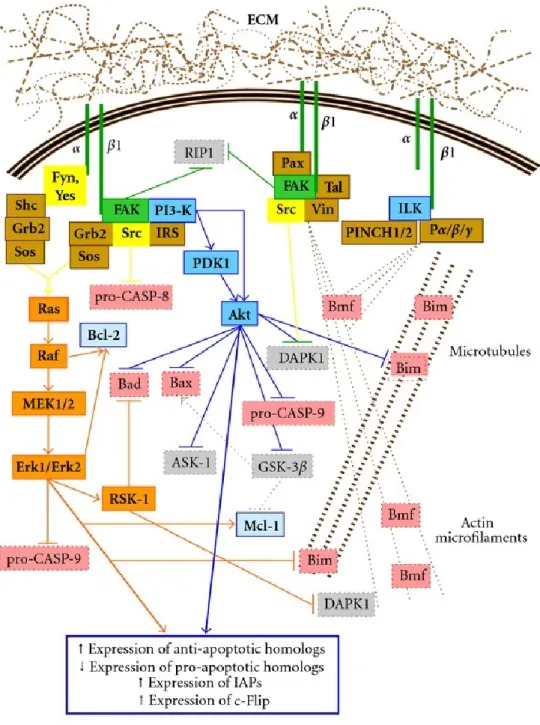 Figure 3 : Représentation schématique des voies de signalisation engagées par les intégrines β1 pour stimuler la survie  cellulaire