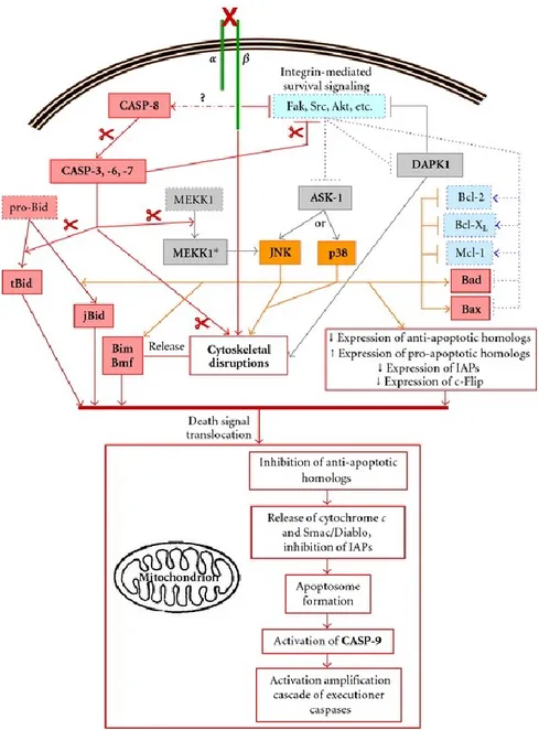 Figure 5:  Représentation schématique des étapes majeures de l’anoïkose. (Tirée de Vachon PH, 2011)
