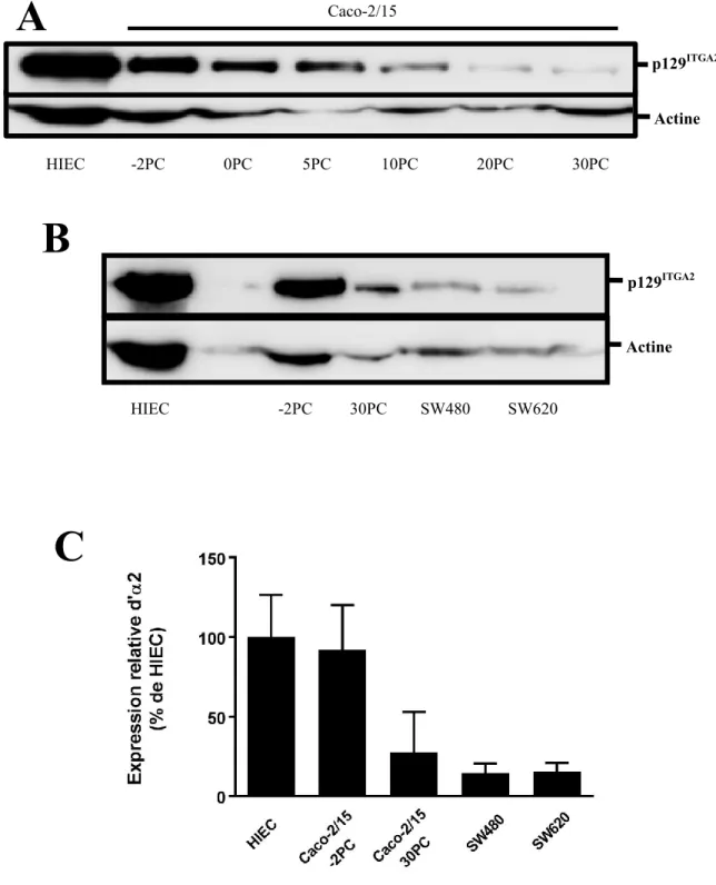 Figure 6. Analyses de l’expression d’α2 dans différentes lignées cellulaires de côlon