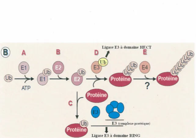 Figure  8:  Cascade  d'enzymes  impliquées  dans  l'ubiquitination  des  protéines. 
