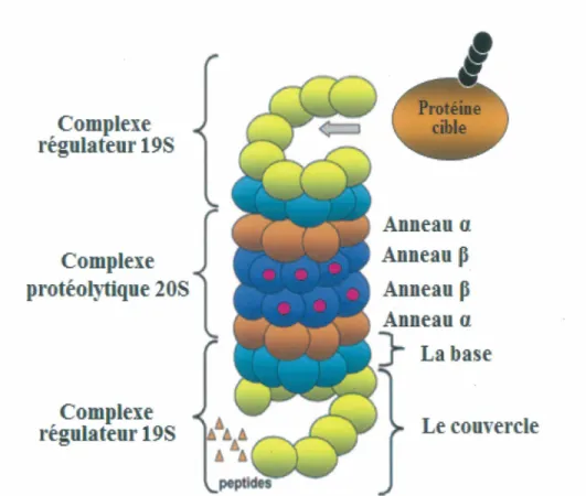 Figure  9 :  Organisation  du  protéasome  26S.  Le  protéasome  26S  est  formé  par  l'association du complexe protéolytique 20S  et du complexe régulateur 19S qui se lie à une ·  ou  aux  deux  extrémités  du  20S