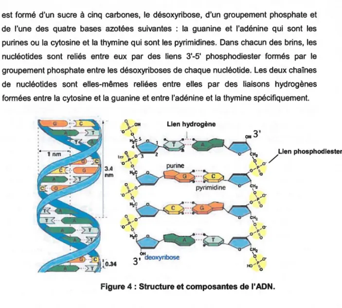 Figure 4: Structure et composantes de l'ADN. 