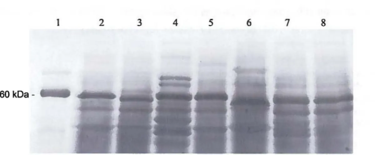 Figure 9 : Protein separation of concentrated cell-free supernatants from overnight culture  of various  Listeria  species  by 10  o/o  SOS-PAGE  electrophoresis