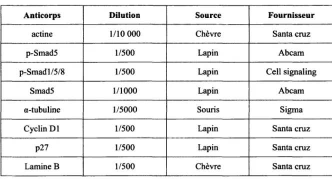Tableau 8. Liste des anticorps primaires utilisés en immunobuvardage