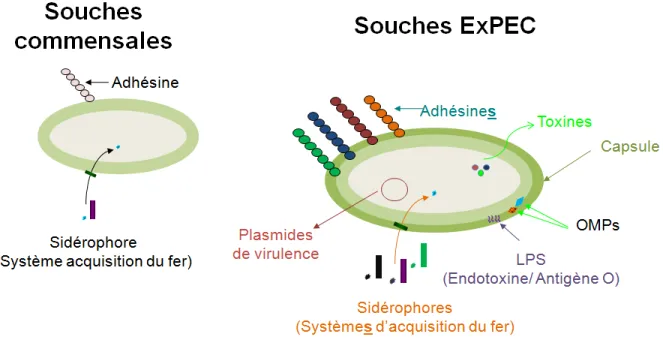 Figure  1.  Différences  entre  les  souches  commensales  et  les  souches  pathogènes  (ExPEC)