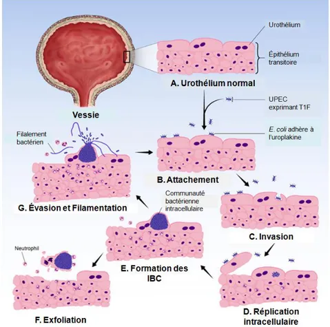 Figure  3.  Cycle  infectieux  dans  la  vessie.  L’urothélium  de  la  vessie  (A)  se  compose  d’un  épithélium  transitoire  pseudostratifié