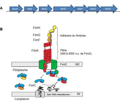 Figure 4.  Unité transcriptionnelle et  schématisation des  fimbriae de type 1. Organisation génétique  (A) et structurale (B) des fimbriae de type 1