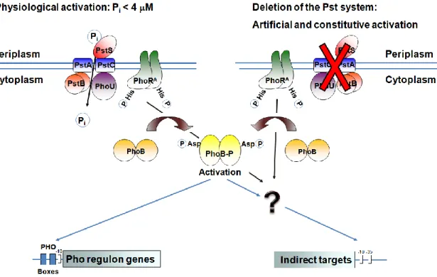 Figure 1. Induction of the Pho regulon by phosphate starvation and inactivation of the Pst system
