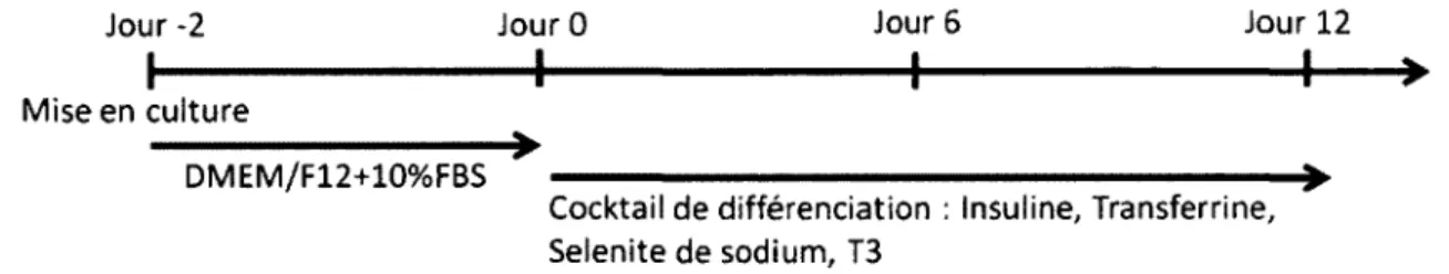 Figure 22 : Processus de différenciation des cultures primaires de préadipocytes de rats 