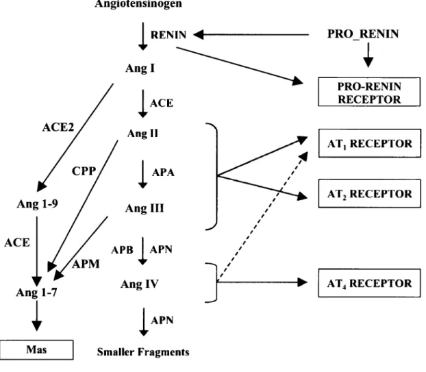 Figure 1 : Synthèse et catabolisme de l'angiotensine II et de ses métabolites. 