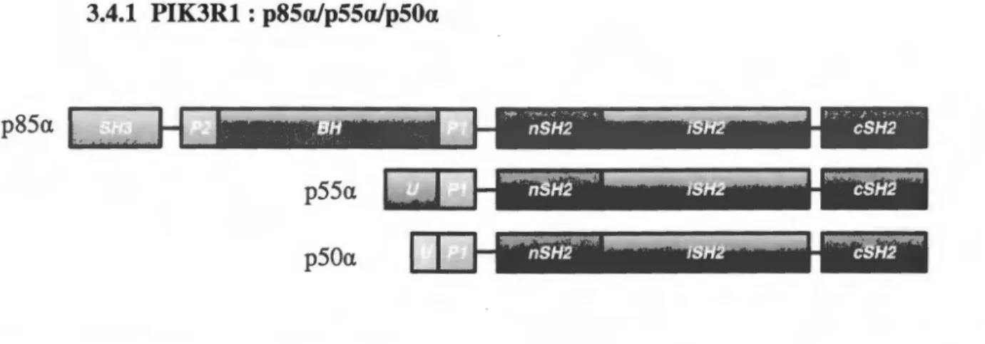 Figure  4.  Structures et domaines des isoformes régulatrices issues du gène PIK3Rl. p85a, p55a et p50a possèdent toutes  trois domaines SH2  («  Src horrwlogy domain 2  »)  (nSH2, iSH2 et cSH2), de même qu'un domaine riche en prolines  (Pl)