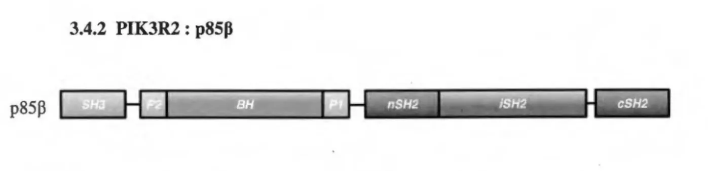 Figure S.  Structure  et domaines  de  /'isoforme  régulatrice  issue  du  gène  PIK3R2