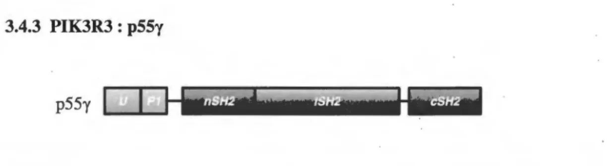 Figure 6.  Structure  et domaines  de  ['isoforme  régulatrice  issue  du  g~ne  P/K3R3