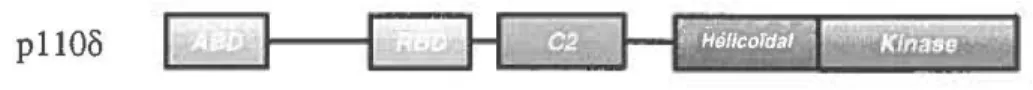 Figure  9. Structure et domaines de  /'isoforme catalytique issu du gène PIK3CD.  p 1101> possède  5  domaines distincts : un  domaine kinase, un  domaine hélicoïdal,  un  domaine C2,  un  domaine de  liaison  à  Ras (RBD) et un  domaine de  liaison  ad