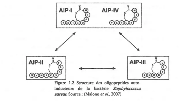 Figure  1.2  Structure  des  oligopeptides  auto- auto-inducteurs  de  la  bactérie  StaphylococcuJ  aurew