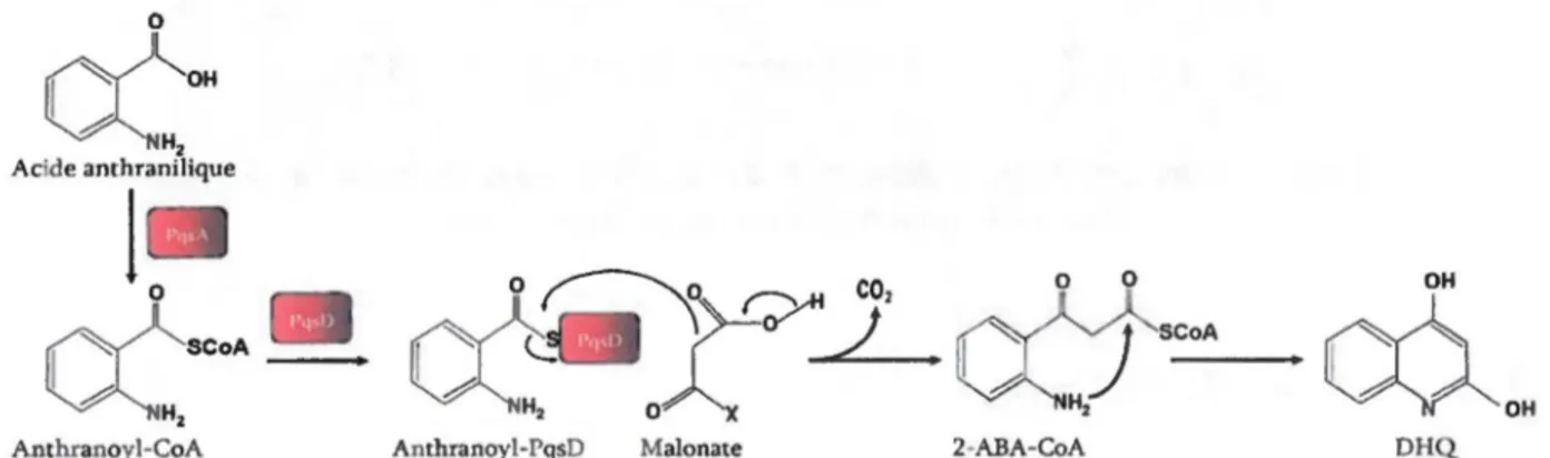 Figure 1.4 Voie de biosynthèse du DHQpar les protéines PqsA et PqsD  Adapté de (Zhang et a l
