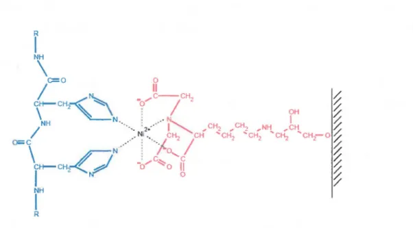 Figure 3.5 Représentation schématique de l'interaction entre les atomes de nickel  fixés  à la  résine et les résidus  histidine d'une protéine  à  purifier