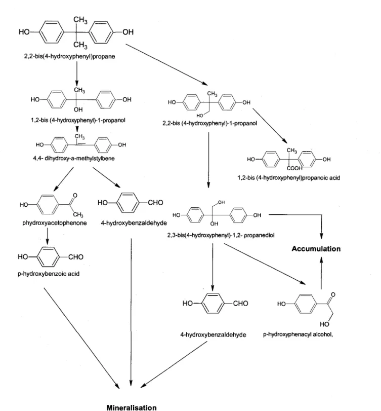 Figure 2. 1 Voie de d6gradation du BPA par Sphingomonas paucimobilisFJ-4 (donn6es tir6es de lke ef a/.