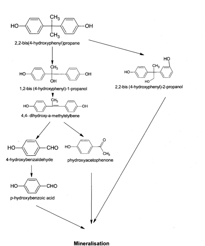 Figure 2.2Yoie  de d6gradation du BPA par Sphingomonas sp. strain AOI  (donn6es tir6es de Sasaki et al.2O05l