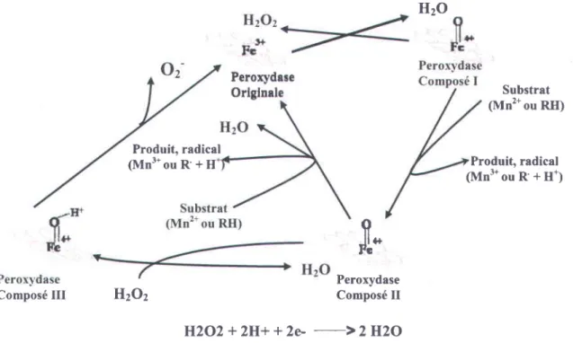 Figure 1. 5 Cycle catalytique g6n6ral des peroxydases (Wesenberg et aL,2003)