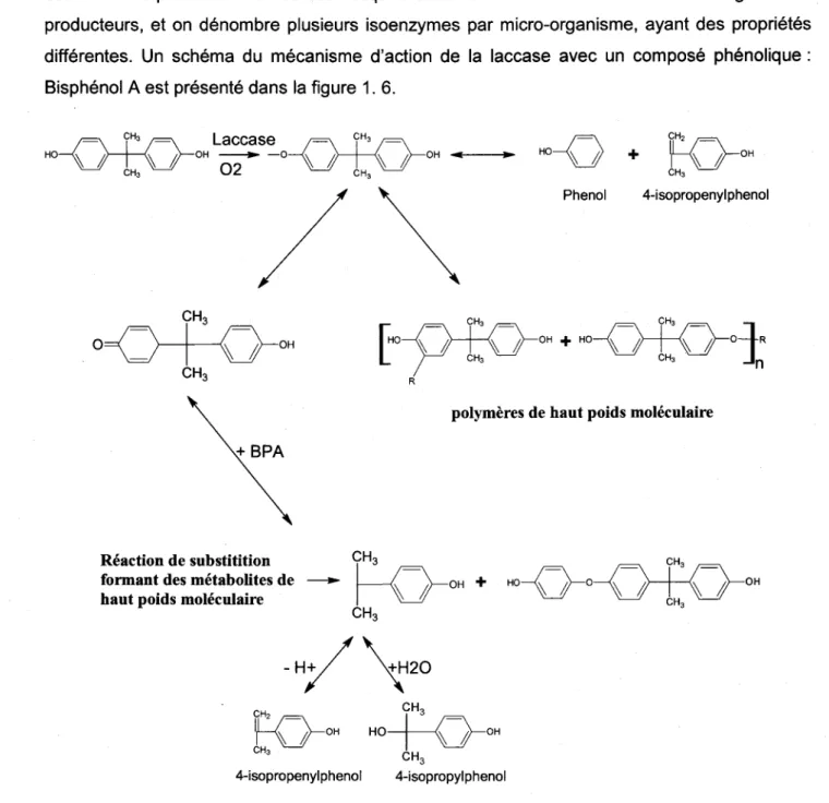 Figure 1. 6  Voie d'oxydation  du BPA par la laccase  (Huang et Weber,2005)