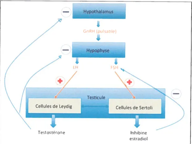 Figure 2. La régulation endocrine de la synthèse de la testostérone (Inspirée de Clavton R.N., Catt K.J.