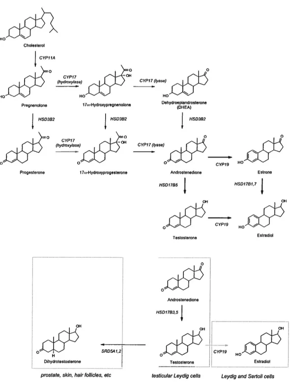 Figure 4. Synthèse de novo des hormones androgènes et oestrogènes