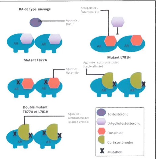 Figure 7 Quelques mutations survenant sur le AR (Adaptée de Feidman B.J, Feldman D., Nature Reviews Cancer, 2001).