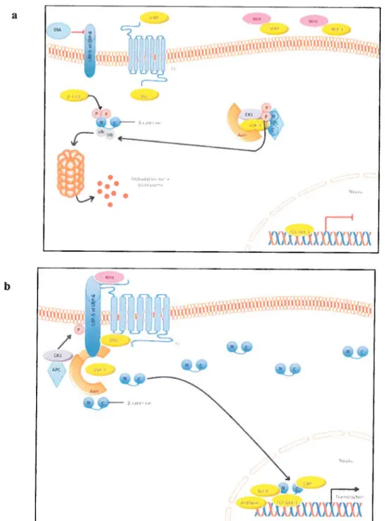 Figure 9 La voie de signalisation Wnt/b-caténine (Adaptée de Kypta R.M., Waxman J., Nature Reviews Urology, 2012).