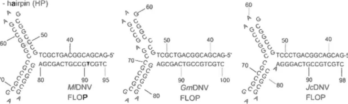 Figure  5.  Terminal  hairpin  of  subgroup  A  densoviruses.  Ali  of  them  have  Y-shape  and  each  have  two  configurations : flip  and  flop  (66), e.g