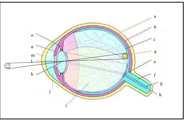 Figure 2.1 Oeil humain ou porcin