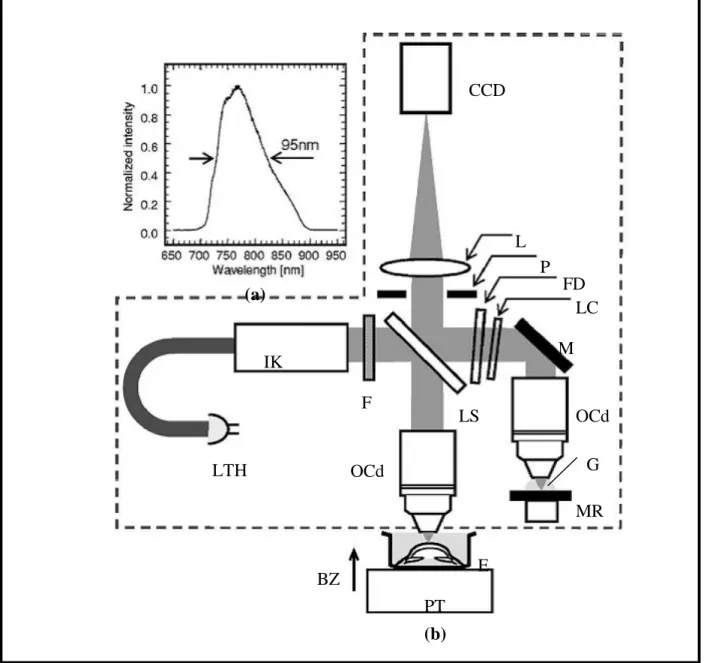 Figure 2.12 Schéma du tomographe de cohérence optique (TCO) en configuration Linnik